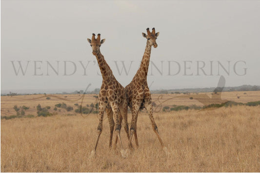 Kindred Reach-Photography Print