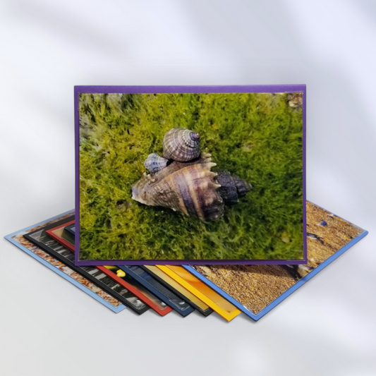 A Taste of Florida – 8 Pack Notecard Set