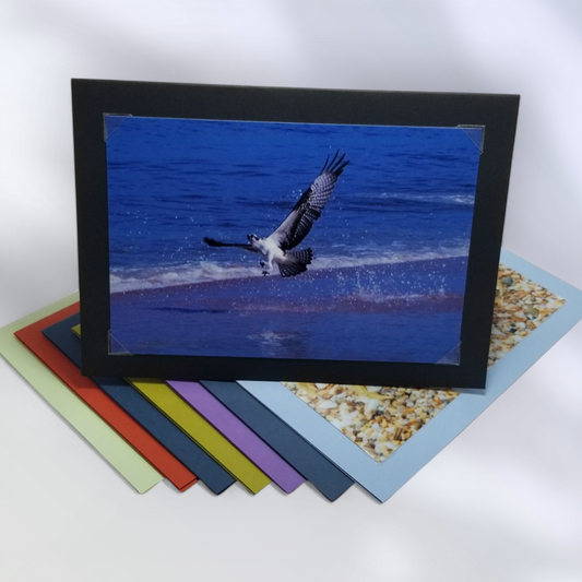 Wandering the Shore – 8 Pack Card Set