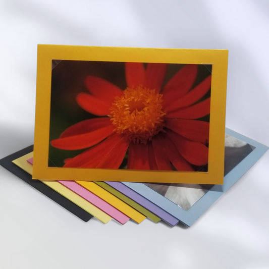 Blooms & Blossoms – 8 Pack Card Set