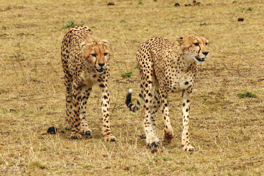 Stride of the Wild-Photography Print