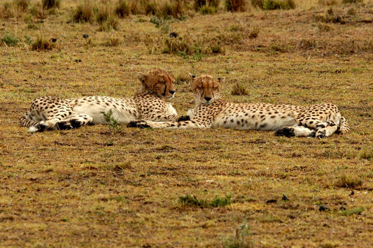 Mirrored Repose-Photography Print