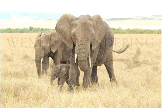 Generations-Photography Print