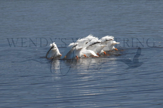 Synchronized Scoopers-Photography Print