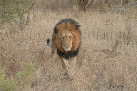 Twilight King-Photography Print