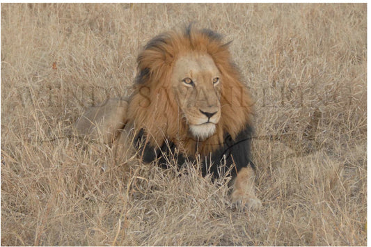 King's Gaze-Photography Print