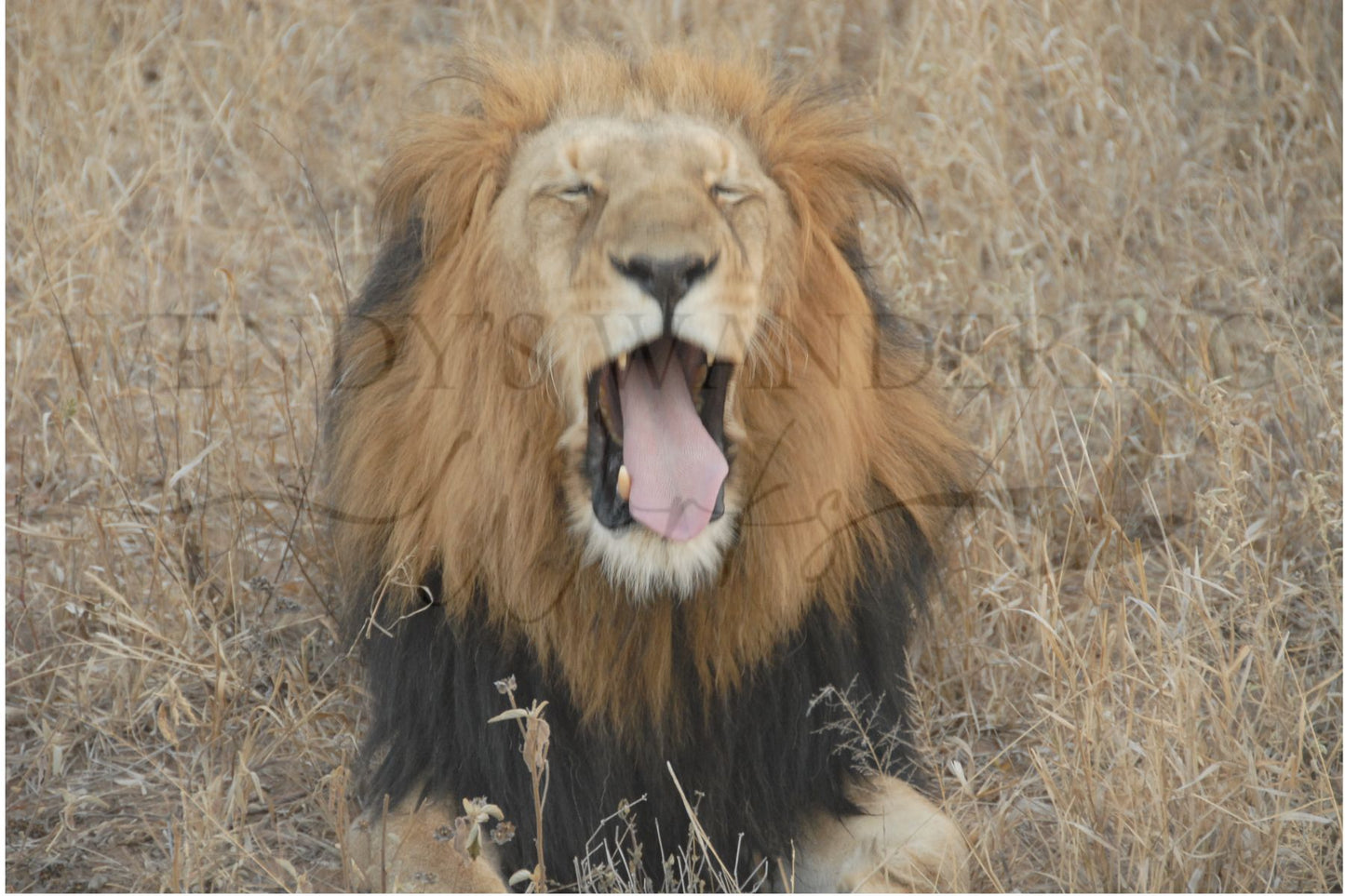 End of the Roar-Photography Print