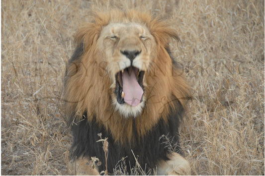End of the Roar-Photography Print