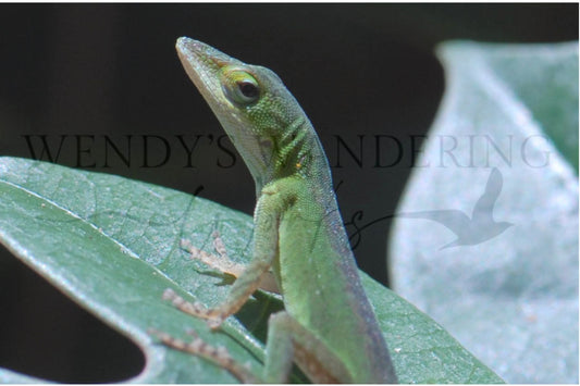 Side Eyed Stillness-Photography Print