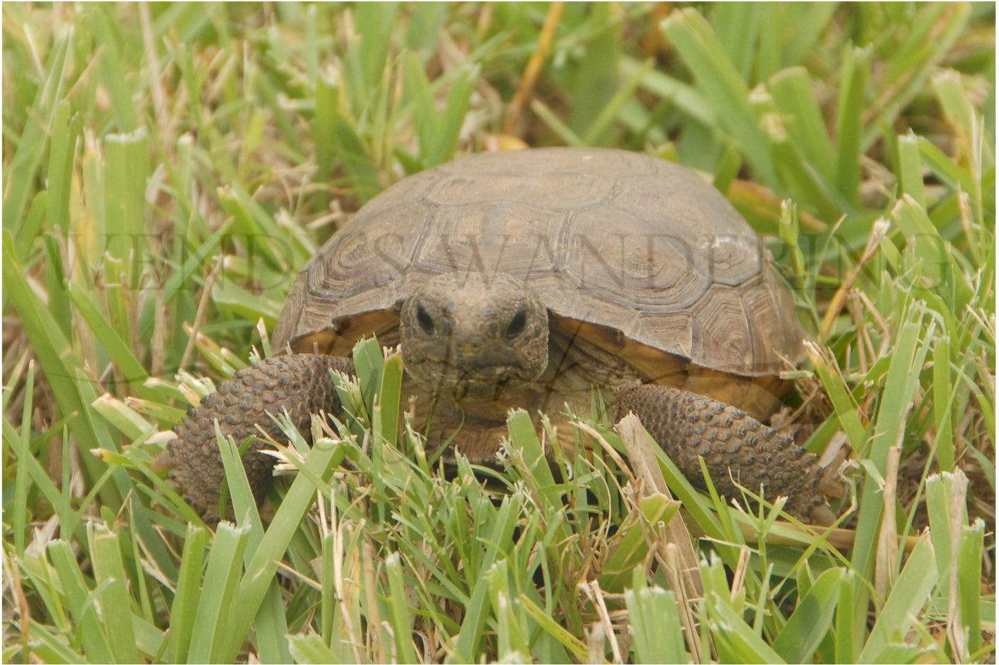 Tiny Trailblazer-Photography Print