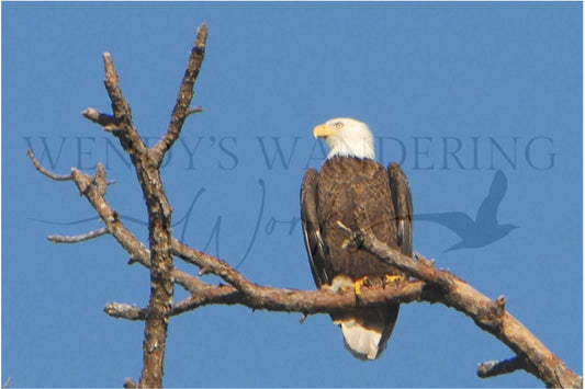Sky Sovereign-Photography Card
