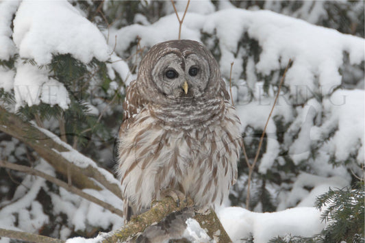 Snowbound Sentinel-Photography Print