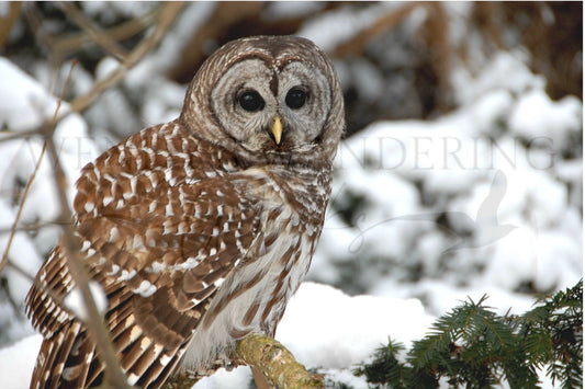 Snowbound Watcher -Photography Print