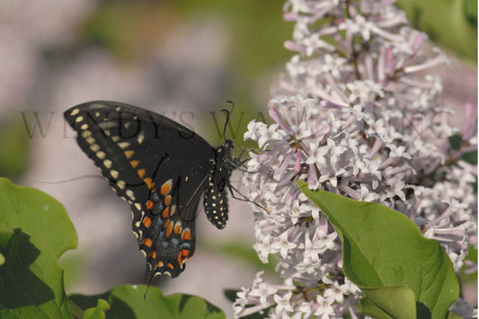 Lilac Landing-Photography Print