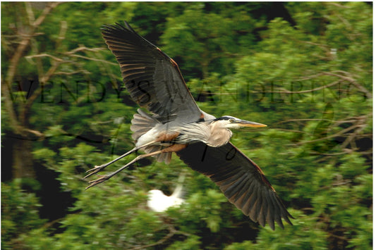 Wings of the Wetland-Photography Print