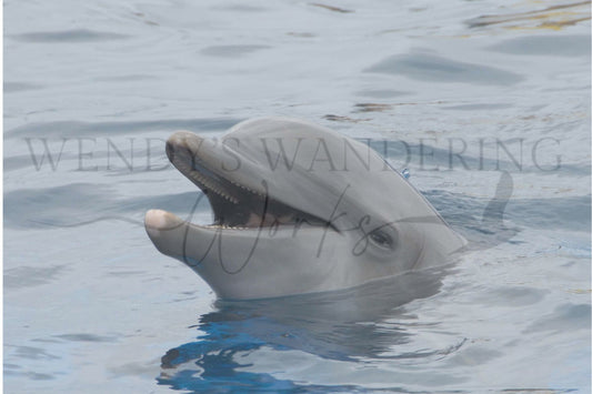 Cheeky Grin-Photography Print