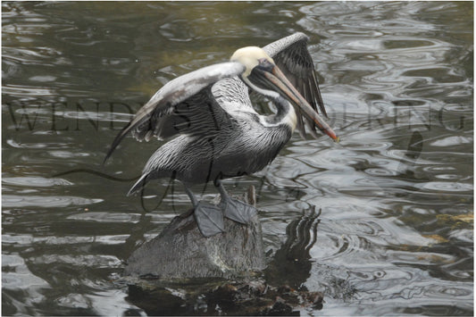 The Still Watcher-Photography Print