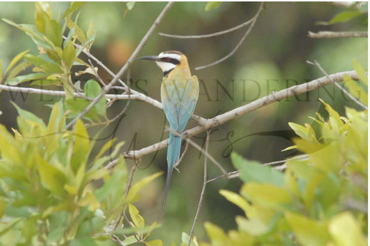Feathered Glance-Photography Print