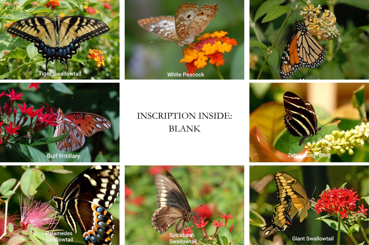 Chasing Butterflies-8 Pack Notecard Set