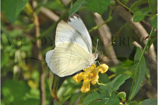 Soft Landing-Photography Print