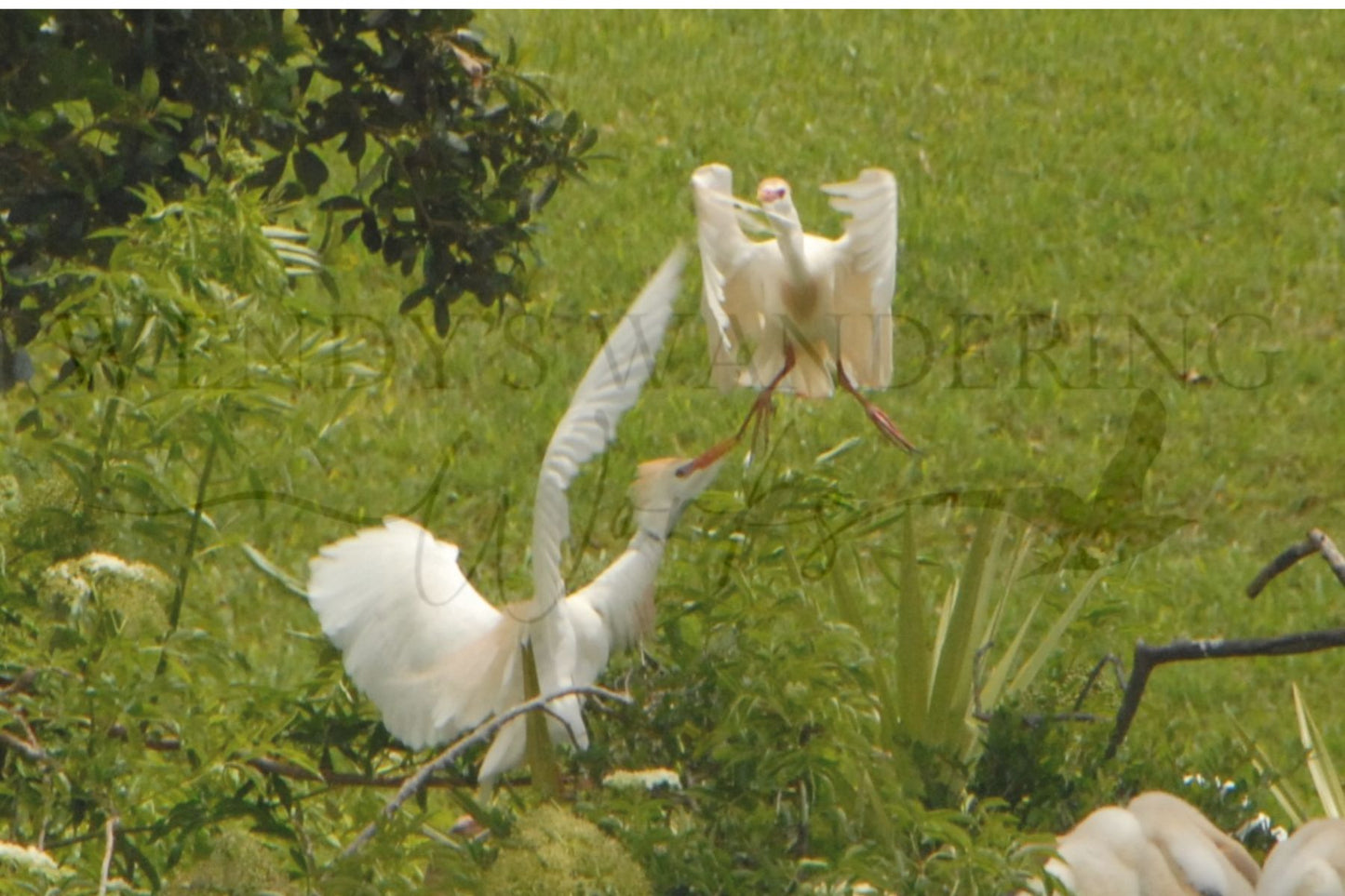 Winged Drama-Photography Card