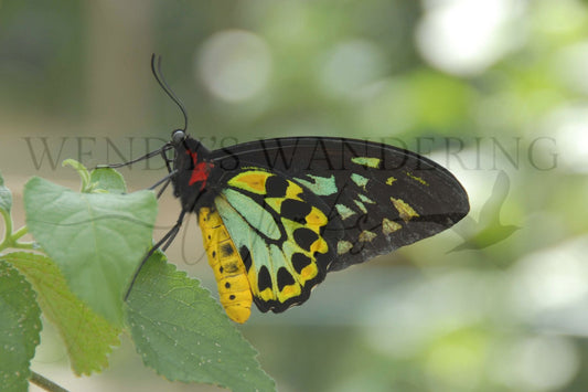 Rest in Radiance-Photography Print