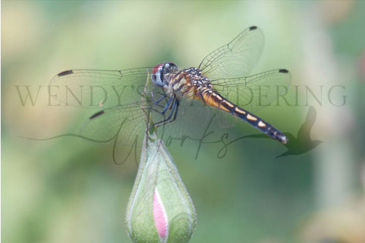 Poised for Bloom-Photography Print