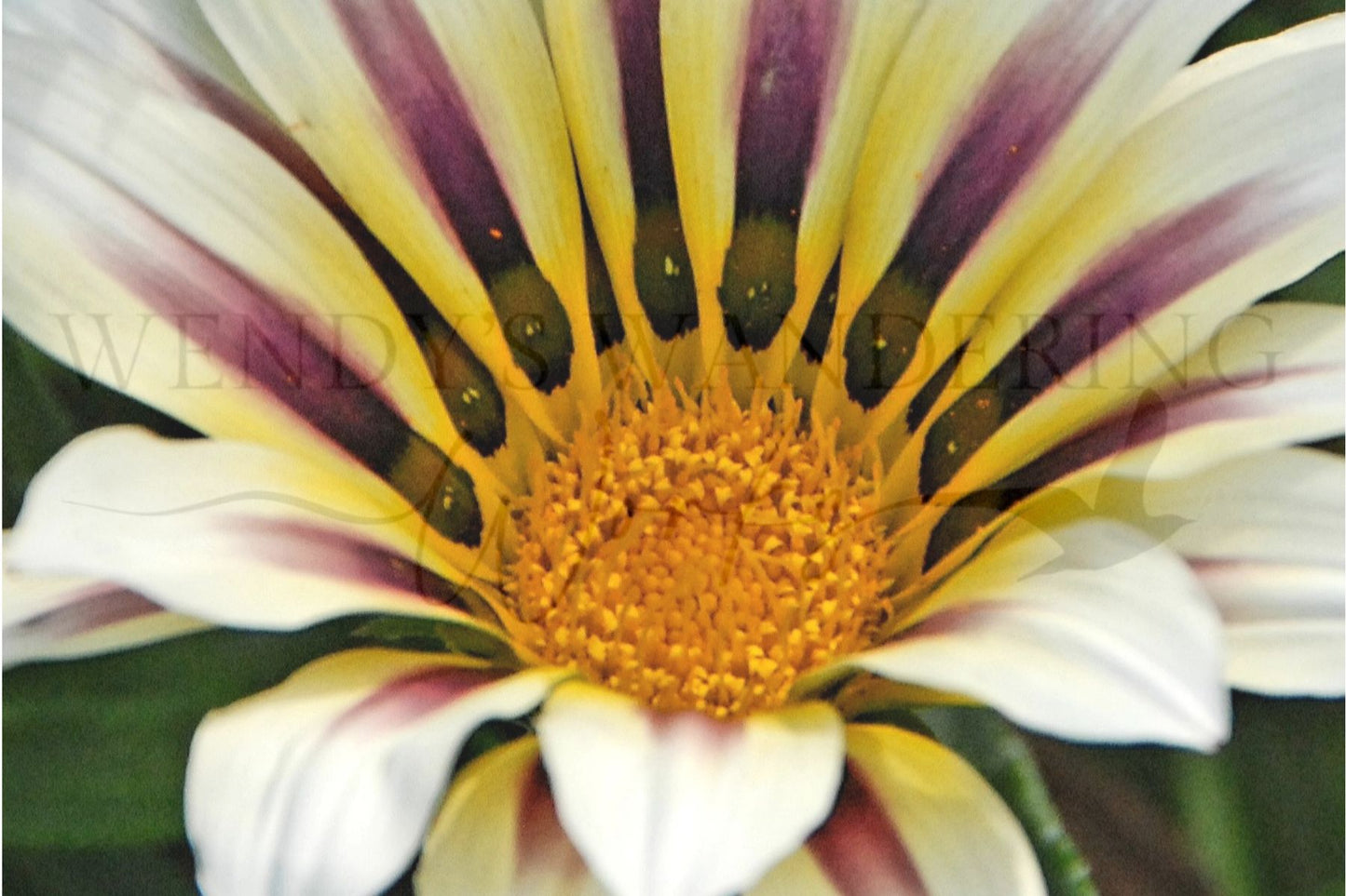 Gaze of the Gazania-Photography Print