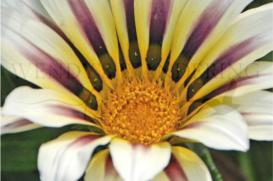 Gaze of the Gazania-Photography Print