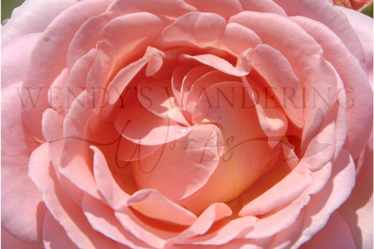 Blushed Petals-Photography Print