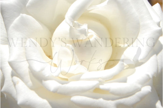 Petals of Peace-Photography Print