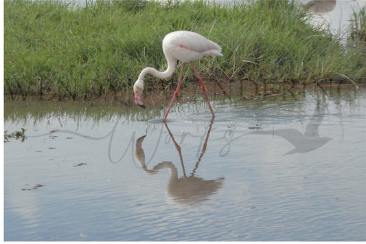 Blush and Mirror-Photography Print