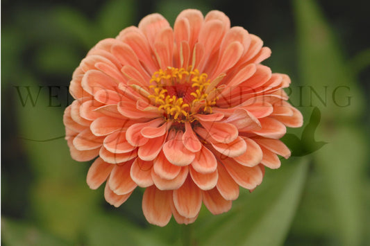 Coral Glow-Photography Card