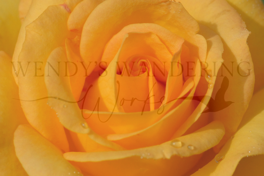Rose of Joy-Photography Print