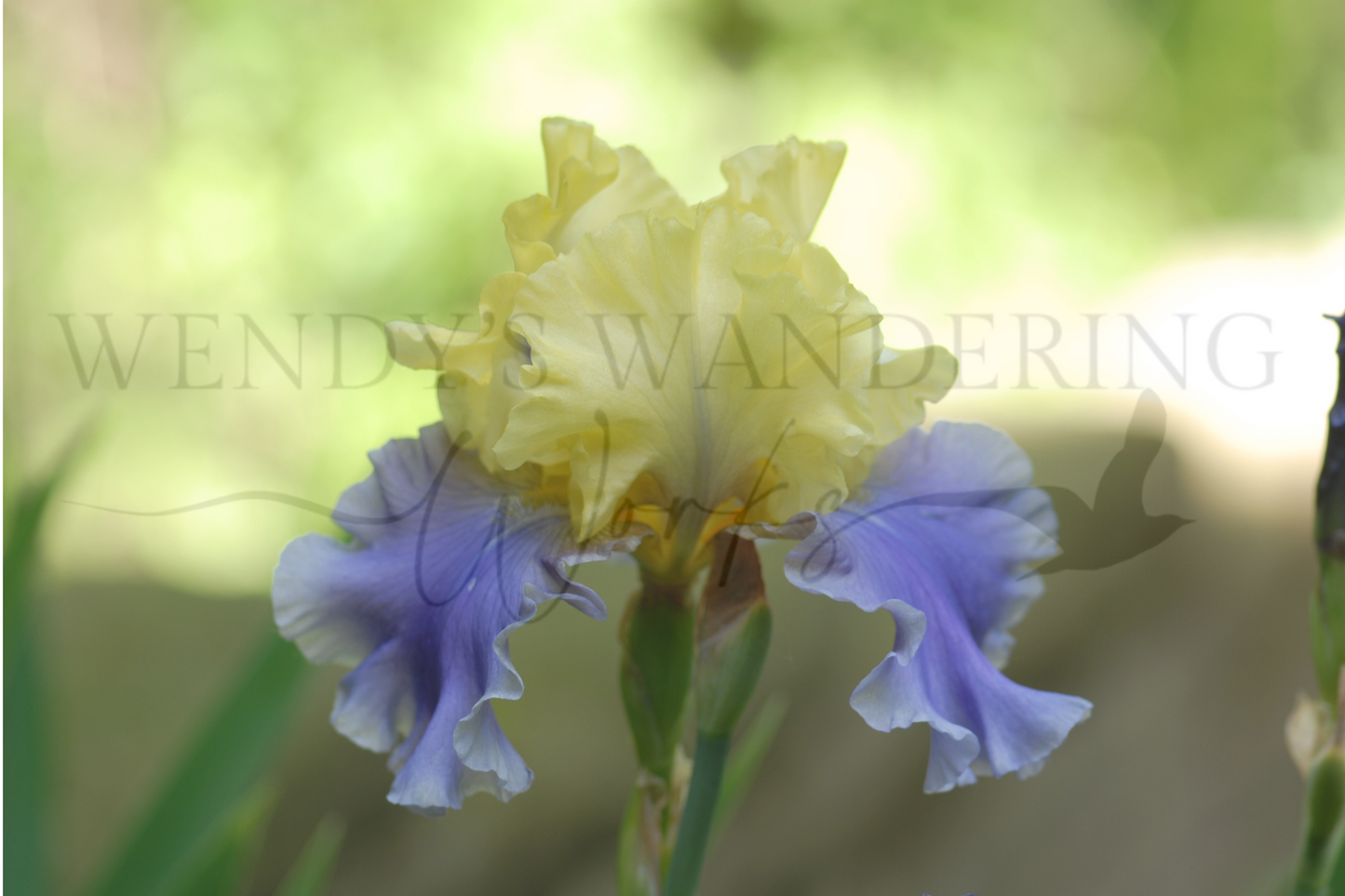 Springtime Ruffle-Photography Print