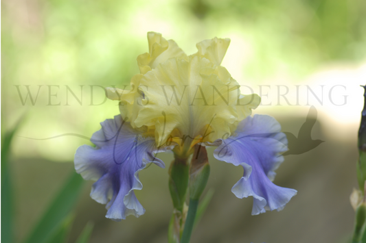 Springtime Ruffle-Photography Card