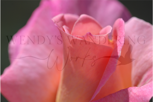 Pink Reverie-Photography Card