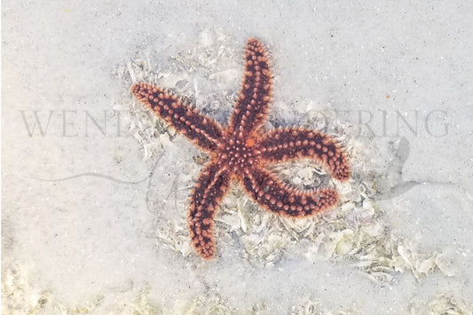 The Tide Pool Dancer-Photography Print