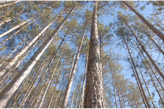 Reaching Skyward-Photography Card