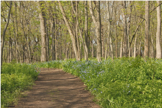 Spring's Quiet Invitation-Photography Card
