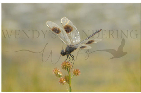 Delicate Balance-Photography Print