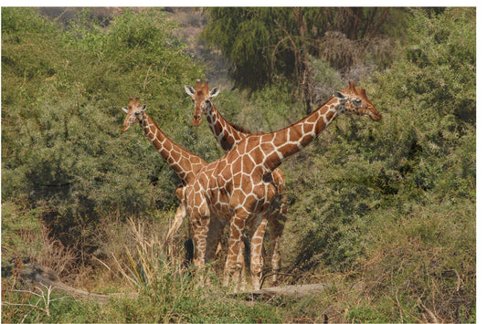 Trio in Tandem-Photography Print