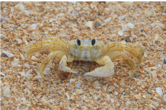 Sandswept Sentinel-Photography Card