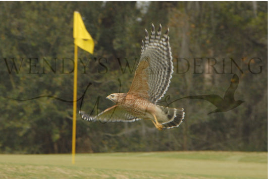 Fairway Flyer-Photography Card