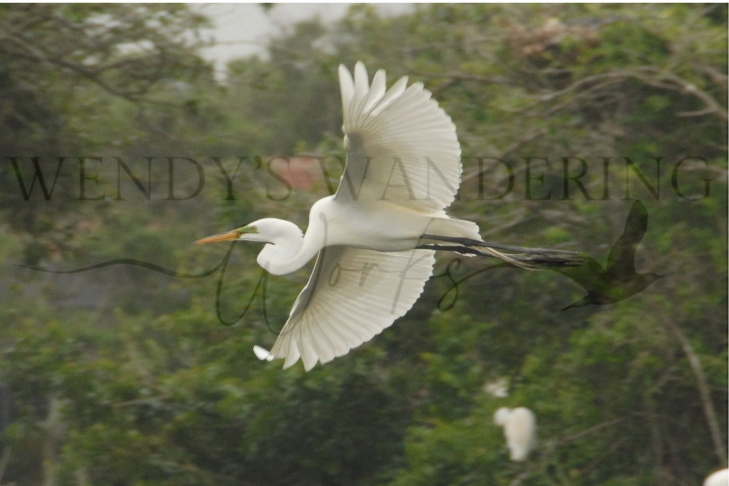 Grace in Motion-Photography Print