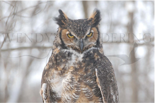 Winter Watcher-Photography Print