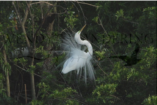 Crowned in White-Photography Print