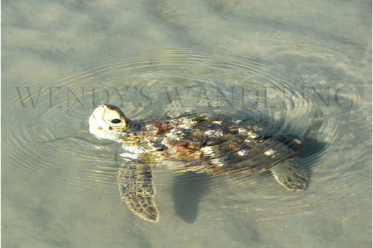 Side-Eye Surfer-Photography Print
