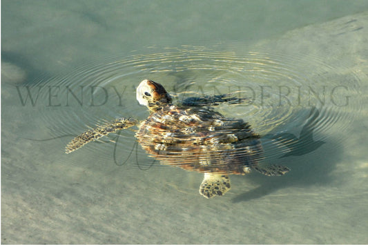 Tide Pool Drifter-Photography Print