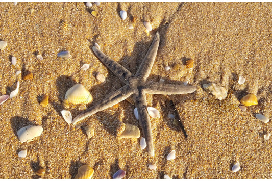 Washed Ashore-Photography Print